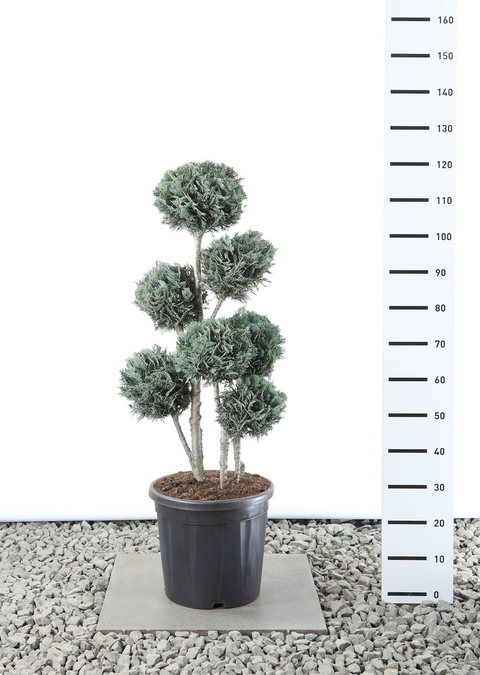 Chamaecyparis l. 'Columnaris' - 80-100 CM PonPon EXTRA in Cont.